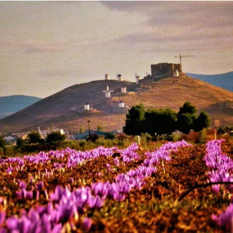 Posada De Los Consules Consuegra Eksteriør bilde